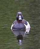 Ring-necked Duckborder=