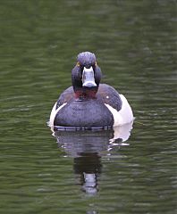 Ring-necked Duck