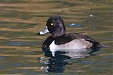 Ring-necked Duckborder=