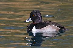 Ring-necked Duck