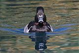 Ring-necked Duck