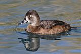 Ring-necked Duckborder=