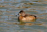 Ring-necked Duckborder=