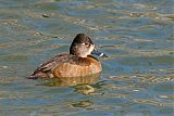 Ring-necked Duckborder=