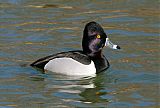 Ring-necked Duck