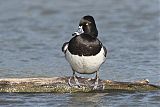 Ring-necked Duck