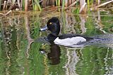 Ring-necked Duckborder=