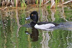 Ring-necked Duck