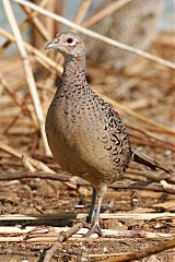 Ring-necked Pheasant