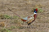 Ring-necked Pheasantborder=