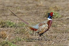 Ring-necked Pheasant