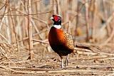 Ring-necked Pheasantborder=