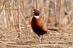 Ring-necked Pheasant