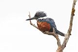 Ringed Kingfisher