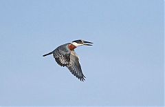 Ringed Kingfisher