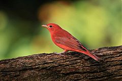 Hepatic Tanager