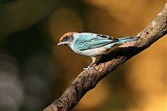 Scrub Tanager