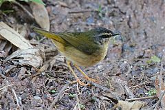 Riverbank Warbler