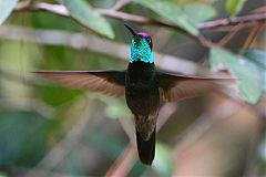 Rivoli's Hummingbird