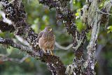 Roadside Hawkborder=