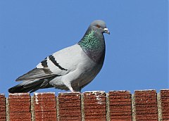 Rock Pigeon