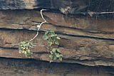 Rock Pigeonborder=