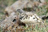 Rock Ptarmiganborder=