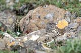 Rock Ptarmigan