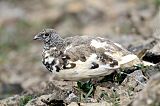 Rock Ptarmiganborder=