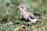 Rock Sandpiper