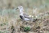 Rock Sandpiper