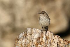 Rock Wren