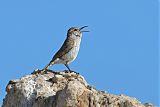 Rock Wren