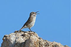 Rock Wren