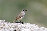 Rock Wren