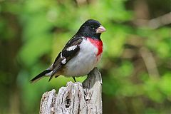 Rose-breasted Grosbeak