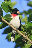 Rose-breasted Grosbeak