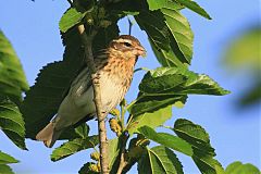 Rose-breasted Grosbeak