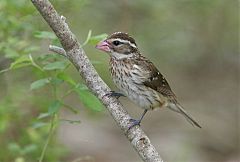 Rose-breasted Grosbeak