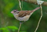 Rose-breasted Grosbeak