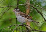 Rose-breasted Grosbeakborder=