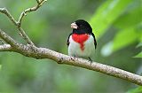 Rose-breasted Grosbeakborder=