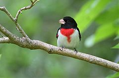 Rose-breasted Grosbeak