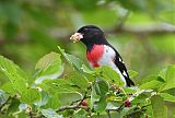 Rose-breasted Grosbeakborder=