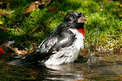 Rose-breasted Grosbeak