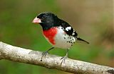 Rose-breasted Grosbeakborder=