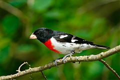 Rose-breasted Grosbeak