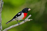 Rose-breasted Grosbeak