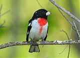 Rose-breasted Grosbeakborder=