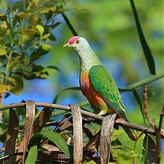 Rose-crowned Fruit-Dove